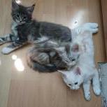 Maine coon kittens