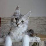 Maine Coon Female