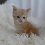 Maine coon kittens