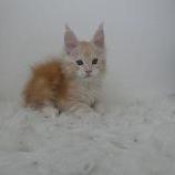 Maine coon kittens