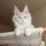 Maine coon kittens