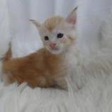 Maine coon kittens