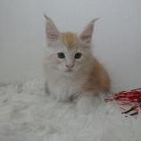 Maine coon kittens