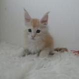 Maine coon kittens