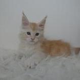 Maine coon kittens