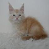 Maine coon kittens