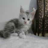 Maine coon kittens