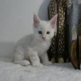 Maine coon kittens