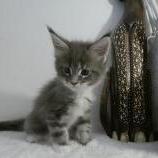 Maine coon kittens