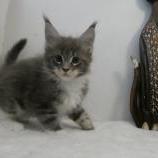 Maine coon kittens