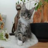 Maine coon kittens