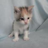 Maine coon kittens