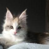Maine coon kittens