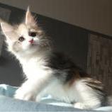 Maine coon kittens