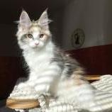 Maine coon kittens