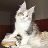 Maine coon kittens