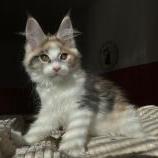Maine coon kittens