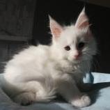 Maine coon kittens