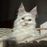 Maine coon kittens