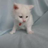 Maine coon kittens