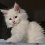 Maine coon kittens