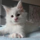 Maine coon kittens