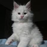 Maine coon kittens