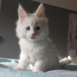 Maine coon kittens