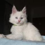 Maine coon kittens