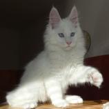 Maine coon kittens