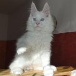 Maine coon kittens