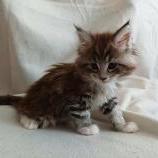 Mačiatka maine coon, vrh