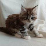 Mačiatka maine coon, vrh