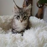 Mačiatka maine coon, vrh