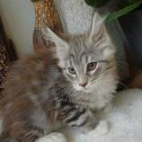 Mačiatka maine coon, vrh
