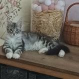 Mačiatka maine coon, vrh