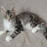 Mačiatka maine coon, vrh