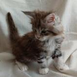 Mačiatka maine coon, vrh