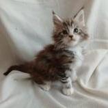 Mačiatka maine coon, vrh