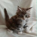 Mačiatka maine coon, vrh