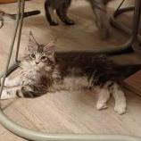Mačiatka maine coon, vrh