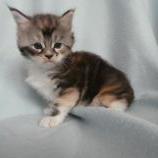Maine coon kittens