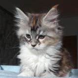Maine coon kittens