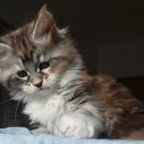 Maine coon kittens