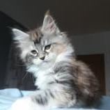 Maine coon kittens