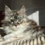 Maine coon kittens
