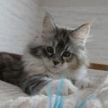 Maine coon kittens
