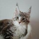 Mačiatka maine coon, vrh