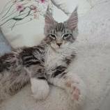 Mačiatka maine coon, vrh
