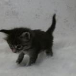Maine coon kittens